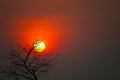 Beautiful sunset back silhouette dry trees in the night dark red sky Royalty Free Stock Photo