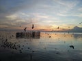 A beautiful sunset at Bangpu in Samutprakarn province in Thailand with a thousand of seagull.