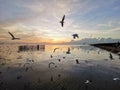 A beautiful sunset at Bangpu in Samutprakarn province in Thailand with a thousand of seagull.