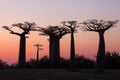 Beautiful sunset Baobab Alley. Madagascar. Africa