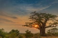 Beautiful sunset with baobab. Lubango. Angola.