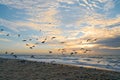 Beautiful sunset on the beach and flying birds Royalty Free Stock Photo