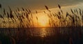 Beautiful sunset beach horizon in fall nature. Reeds blowing on wind in dusk.