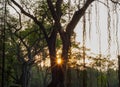 Beautiful sunset behind banyan trees in Thailand.