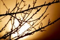 Beautiful sunset behind the branches of a tree.