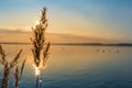 Beautiful sunset behind reed at a lake Royalty Free Stock Photo