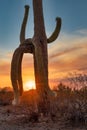 Beautiful sunset behind tall Saguaro cactus in Arizona desert Royalty Free Stock Photo