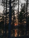 Beautiful sunset behind the trees in a Finnish coniferous forest. Behind the trees is water, the orange sun is reflecting from the Royalty Free Stock Photo