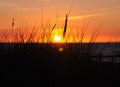 Beautiful Sunset Behind Weed And Grass On The Beach Of Zingst Germany On A Beautiful Sunny Summer Day Royalty Free Stock Photo