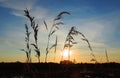 beautiful sunset black silhouettes of blades of grass on the background of blue orange sky  , Royalty Free Stock Photo