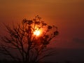 beautiful sunset blocked by dry trees in lombok Indonesia