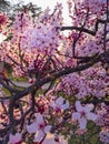 Beautiful sunset Blooming tree pink cherry blossom in spring