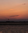 Sunset with clouds with silver lining and flying birds