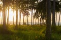 Beautiful sunset coconut tree at Bang saphan,Thailand