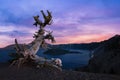 Colorful sunset of a White Bark Pine Tree overlooking Crater Lake Royalty Free Stock Photo