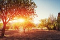 Beautiful sunset coming through the trees Royalty Free Stock Photo