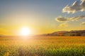 Beautiful sunset with corn field Royalty Free Stock Photo