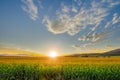 Beautiful sunset with corn field Royalty Free Stock Photo