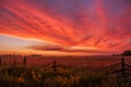 Beautiful sunset in the countryside. Spaciousness of fields, flowering of flowers, old fence, red clouds.