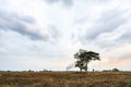 Beautiful Sunset with dark cloud at dry grass fields  tree in the countryside at evening Royalty Free Stock Photo