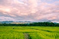 Beautiful sunset and dark clouds on rice fields with trees and b Royalty Free Stock Photo