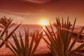 Beautiful sunset at Dead Sea coastline in Jordan. Tropical beach with palm trees and desert plan Royalty Free Stock Photo