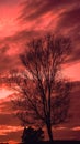 Beautiful sunset with dead tree silhouettes Royalty Free Stock Photo