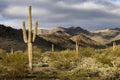 Beautiful sunset desert view is from the McDowell Sonoran Preserve in Scottsdale, Arizona. Royalty Free Stock Photo