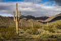 Beautiful sunset desert view is from the McDowell Sonoran Preserve in Scottsdale, Arizona