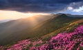 Beautiful sunset with dramatic sky in spring time. The lawns are covered by pink rhododendron flowers. Mountains landscapes. Royalty Free Stock Photo