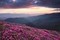 Beautiful sunset with dramatic sky in spring time. The lawns are covered by pink rhododendron flowers. Mountains landscapes. Royalty Free Stock Photo