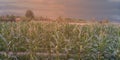 Beautiful sunset in the evening  over the corn field. Royalty Free Stock Photo