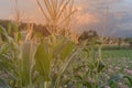 Beautiful sunset in the evening  over the corn field. Royalty Free Stock Photo