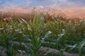 Beautiful sunset in the evening  over the corn field. Royalty Free Stock Photo