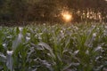 Beautiful sunset in the evening  over the corn field. Royalty Free Stock Photo