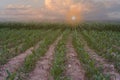 Beautiful sunset in the evening  over the corn field. Royalty Free Stock Photo