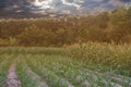 Beautiful sunset in the evening  over the corn field. Royalty Free Stock Photo