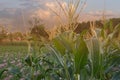 Beautiful sunset in the evening  over the corn field. Royalty Free Stock Photo