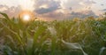 Beautiful sunset in the evening  over the corn field. Royalty Free Stock Photo