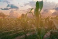 Beautiful sunset in the evening  over the corn field. Royalty Free Stock Photo