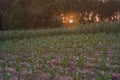 Beautiful sunset in the evening  over the corn field. Royalty Free Stock Photo