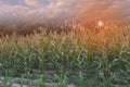 Beautiful sunset in the evening  over the corn field. Royalty Free Stock Photo