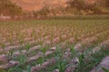 Beautiful sunset in the evening  over the corn field. Royalty Free Stock Photo