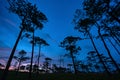 Beautiful Sunset in evening pine yard on phu soi dao national park, Thailand
