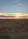 Beautiful sunset in a field. Cows in a feedlot