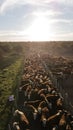 Beautiful sunset in a field. Cows in a feedlot