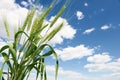 Beautiful sunset in field with footpath, spring landscape, bright colorful sky and clouds as background, green wheat Royalty Free Stock Photo