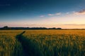 Beautiful sunset in field with footpath, spring landscape, bright colorful sky and clouds as background, green wheat