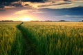 Beautiful sunset in field with pathway to sun, summer landscape, bright colorful sky and clouds as background, green wheat Royalty Free Stock Photo