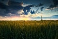 Beautiful sunset in field, summer landscape, bright colorful sky and clouds as background, green wheat Royalty Free Stock Photo